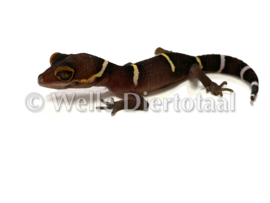 Chinese grotgekko (Goniurosaurus Hainanensis) v.a. €75,-