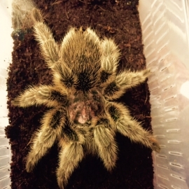 Grammostola Porteri v.a. €50,-