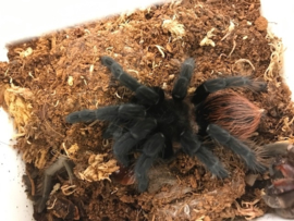 Mexicaanse Roodrompvogelspin (Brachypelma Vagans) v.a. €50,-