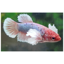 Betta Splendens / Kempvis / Dumbo Ear Vrouw v.a. €8,50