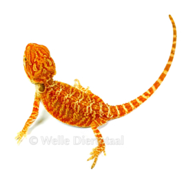 Baardagaam Rood (Pogona vitticeps) v.a. €75,-