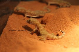 Stenodactylus Stenodactylus | Dunvingergekko v.a. €15,-