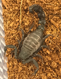 Androctonus Bicolor v.a. €25,-