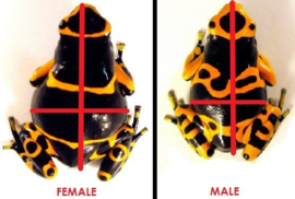 Bijengifkikker (Dendrobates Leucomelas) €55,-