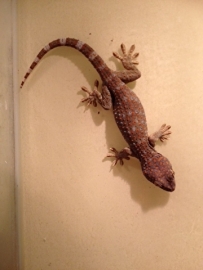 Tokeh (Gecko gekko) v.a. €75,-