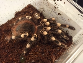 Braziliaanse witknie vogelspin (Acanthoscurria Geniculata) v.a. €30,-