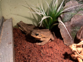 Reuzenpad (Rhinella Marina)  €80,-