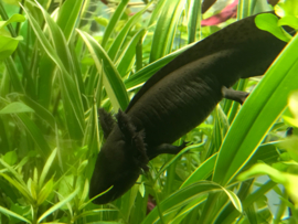 Axolotl / Ambystoma Melanisme v.a. €20,-