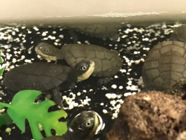 Afrikaanse Moerasschildpad (Pelomedusa Subrufa) v.a. €25,-