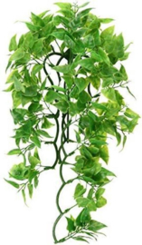 Zoomed Natural Bush - Mexican Phyllo - Small - 36cm