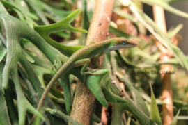 Roodkeelanolis (Anolis Carolinensis) man €19,- / vrouw €35,-