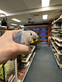 Agapornis Roseicollis | Agapornis Personata €25,-