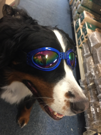 Honden zonnebril €9,95