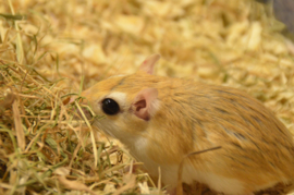 Cheesman’s Gerbil (gerbillus cheesmani) v.a. €25,-