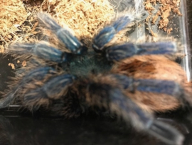 Chromatopelma Cyaneopubescens v.a. €85,-