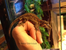 Rhacodactylus Auriculatus v.a. €95,-