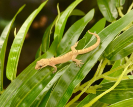 Rouwgekko (Lepidodactylus Lugubris) v.a. €29,95