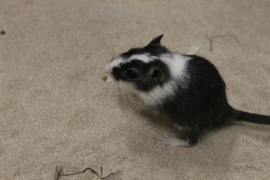 Mongoolse Gerbil (Woestijnrat) €15,-