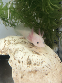 Axolotl / Ambystoma Wit €27,50