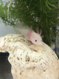 Axolotl / Ambystoma Wit v.a. €15,-