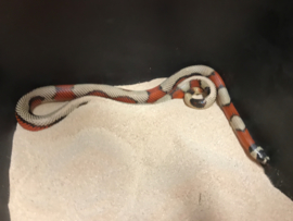 Koningsslang (Lampropeltis Triangulum Stuarti 'Aberant' High White) v.a. €75,-