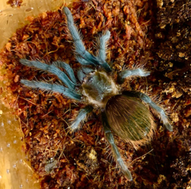 Brachypelma Sabulosum (Guatemaalse Roodlijf) v.a. €30,-