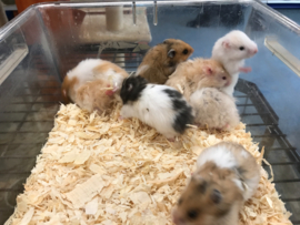 Syrische Hamster (Goudhamster) €15,-