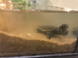 Woeste Drieklauw Weekschildpad (Apalone Ferox) v.a. €25,-