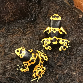 Bijengifkikker (Dendrobates Leucomelas) €55,-