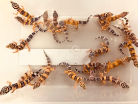 Luipaardgekko (Eublepharis Macularius) v.a. €45,-