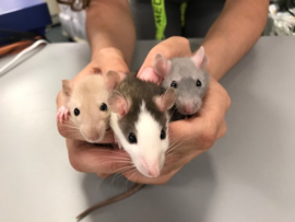 Rat €15-