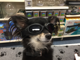 Honden zonnebril €9,95