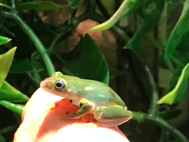 Rietkikker (Hyperolius Concolor) 