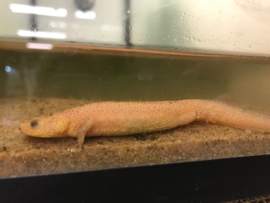 Ribbensalamander Albino (Pleurodeles Waltl) 