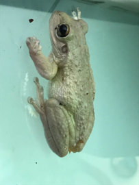 Rhacophorus Leucomystax (Gold Tree Frog) v.a. €17,50