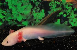 Axolotl / Ambystoma Wit v.a. €15,-