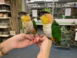 Caique €600,-