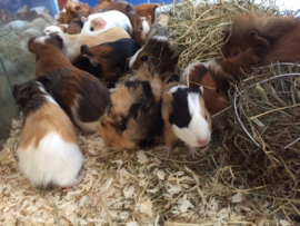 Cavia Gladhaar Vrouw €34,50