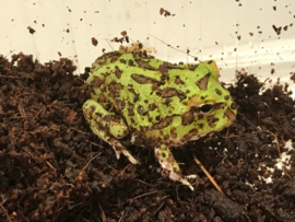 Pacman / Hoornkikker / Ceratophrys Cranwelli Groen v.a. €35,-