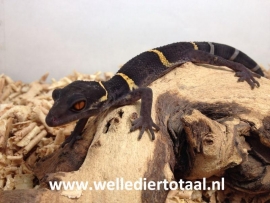 Chinese grotgekko (Goniurosaurus Hainanensis) v.a. €75,-