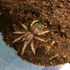 Mexicaanse Roodpootvogelspin (Brachypelma Boehmei) v.a. €30,-