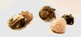 Heremietkreeft / Coenobita Rugosus v.a. €8,-