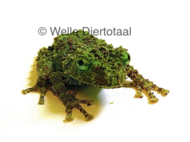 Vietnamese Moss Kikker (Theloderma Corticale) 