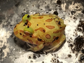 Pacman Albino (Ceratophrys Cranwelli) €55,-
