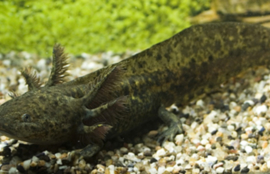Axolotl / Ambystoma Bruin v.a. €15,-