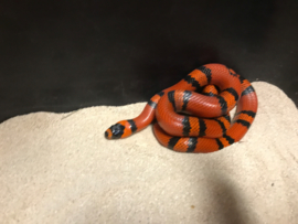 Koningsslang (Lampropeltis Triangulum Hondurensis Tangerine) v.a. €45,-