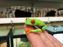 Roodoogmakikikker (Agalychnis callidryas) v.a. €35,-