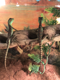 Helmbasilisk (Basiliscus Plumifrons) v.a. €100,-