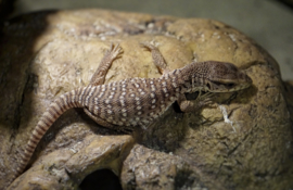 Steppevaraan (Varanus Exanthematicus) v.a. €100,-