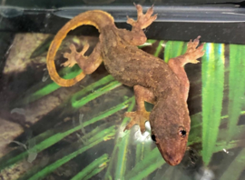 Aziatische Huisgekko / Tjiktjak / Hemidactylus Frenatus v.a. €9,-